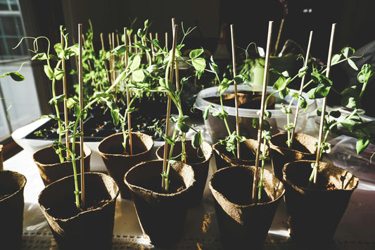 Container Gardening 