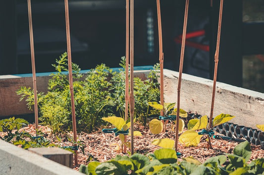 Raised Garden Bed